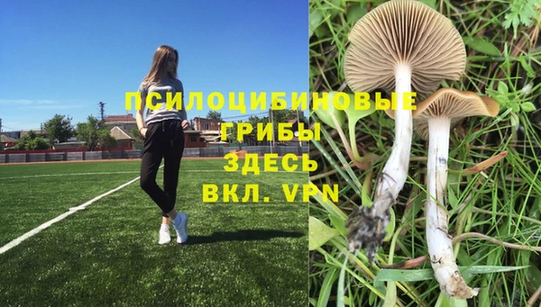 прущие грибы Абаза