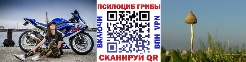 где можно купить наркотик  Сафоново  Галлюциногенные грибы Psilocybe 